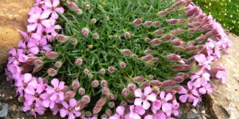 Cvijet saponarije (saponaria): fotografija i opis gdje raste, raste iz sjemena